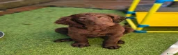 Flat Coated cani in vendita: Cuccioli flat coated retriever  - Annuncio 15