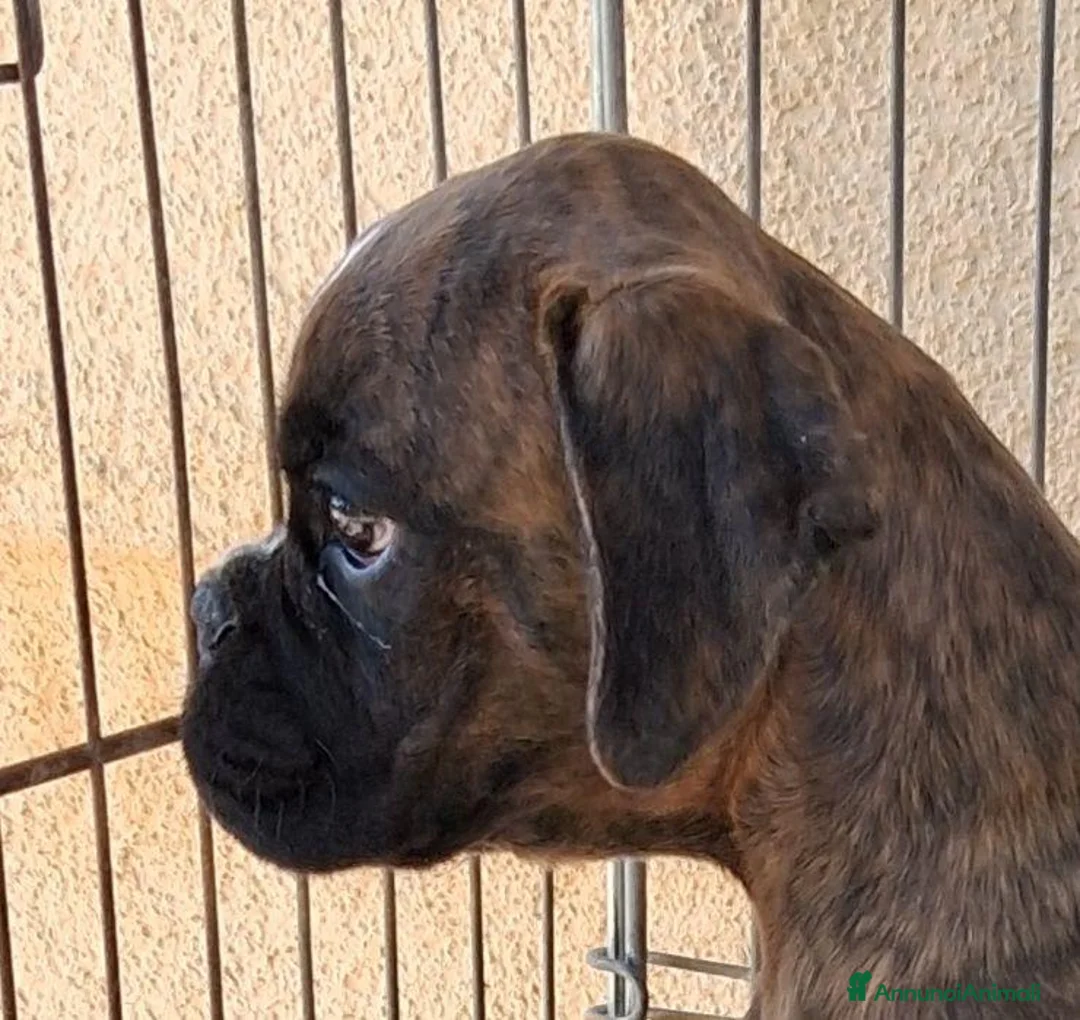 Boxer cani in vendita: boxer cucciolo - Annuncio 4