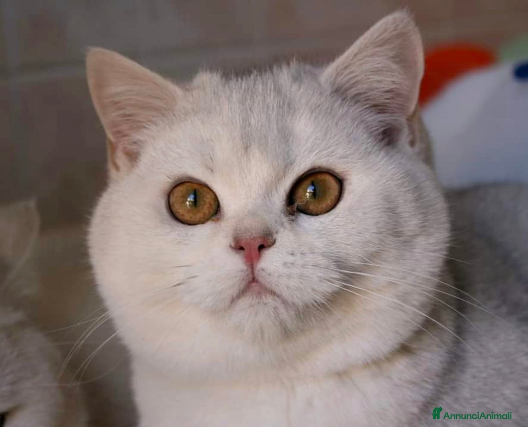 Scottish gatti in vendita: Cucciolo Scottish straight silver - Immagine 4