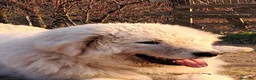 Pastore Abbruzzese Maremmano cani in vendita: Cuccioli di pastore Abruzzese Maremmano  - Annuncio 19