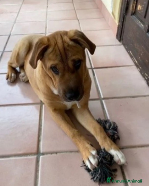 Meticcio cani Simil Sharpei adulta aspetta da tanto PALERMO  a Città metropolitana di Milano - Annuncio 14