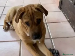 Meticcio cani Simil Sharpei adulta aspetta da tanto PALERMO a Città metropolitana di Milano - Annuncio 14