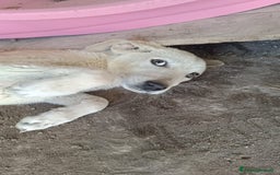 Meticcio cani in regalo:  AKI  - Immagine 7