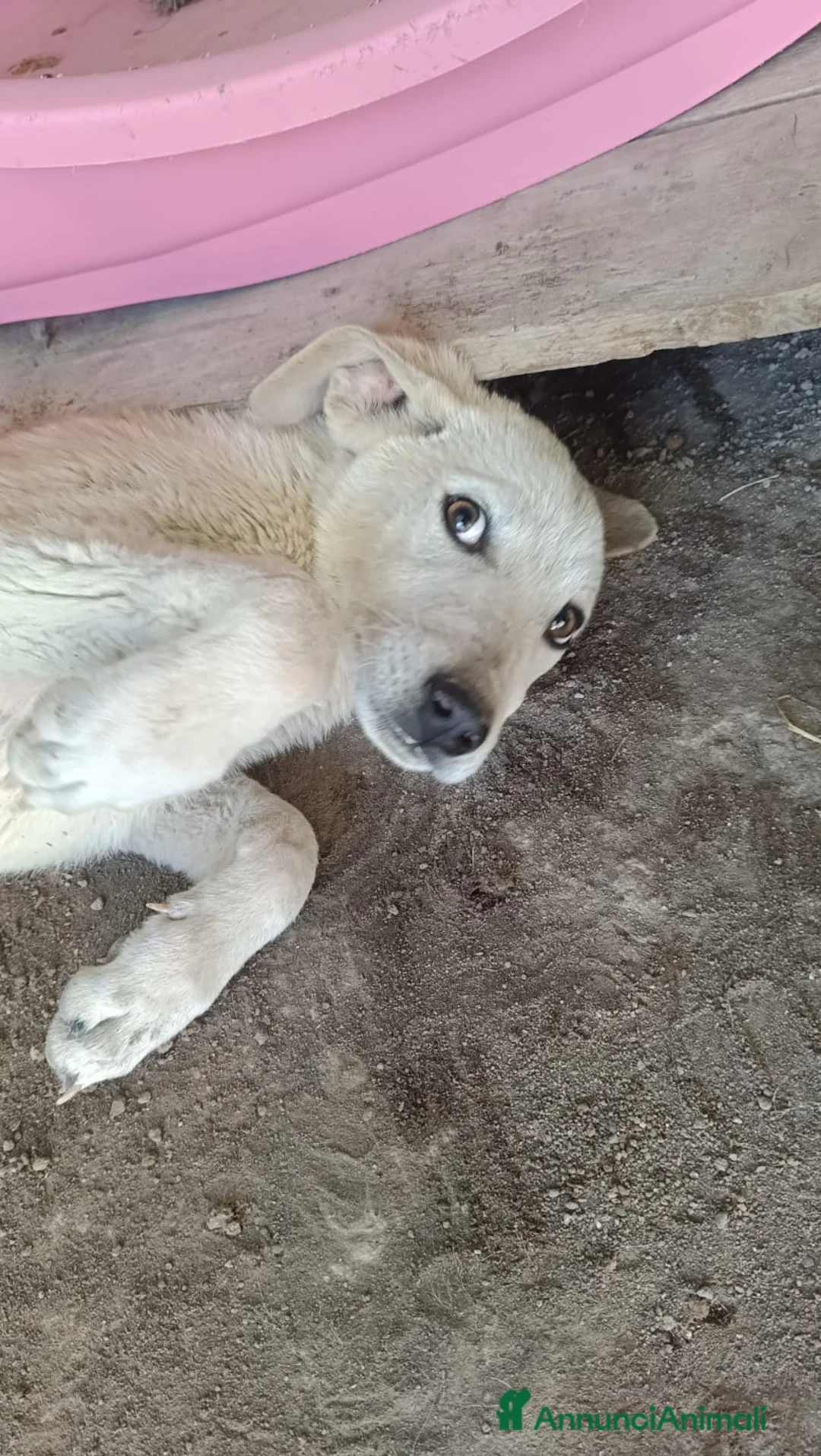 Meticcio cani in regalo:  AKI  - Annuncio 7