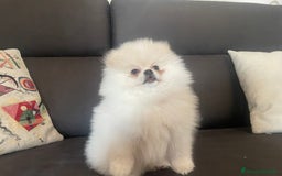 Volpino Pomerania cani in vendita: Volpino di Pomerania spritz nano  a Provincia di Viterbo - Immagine 7