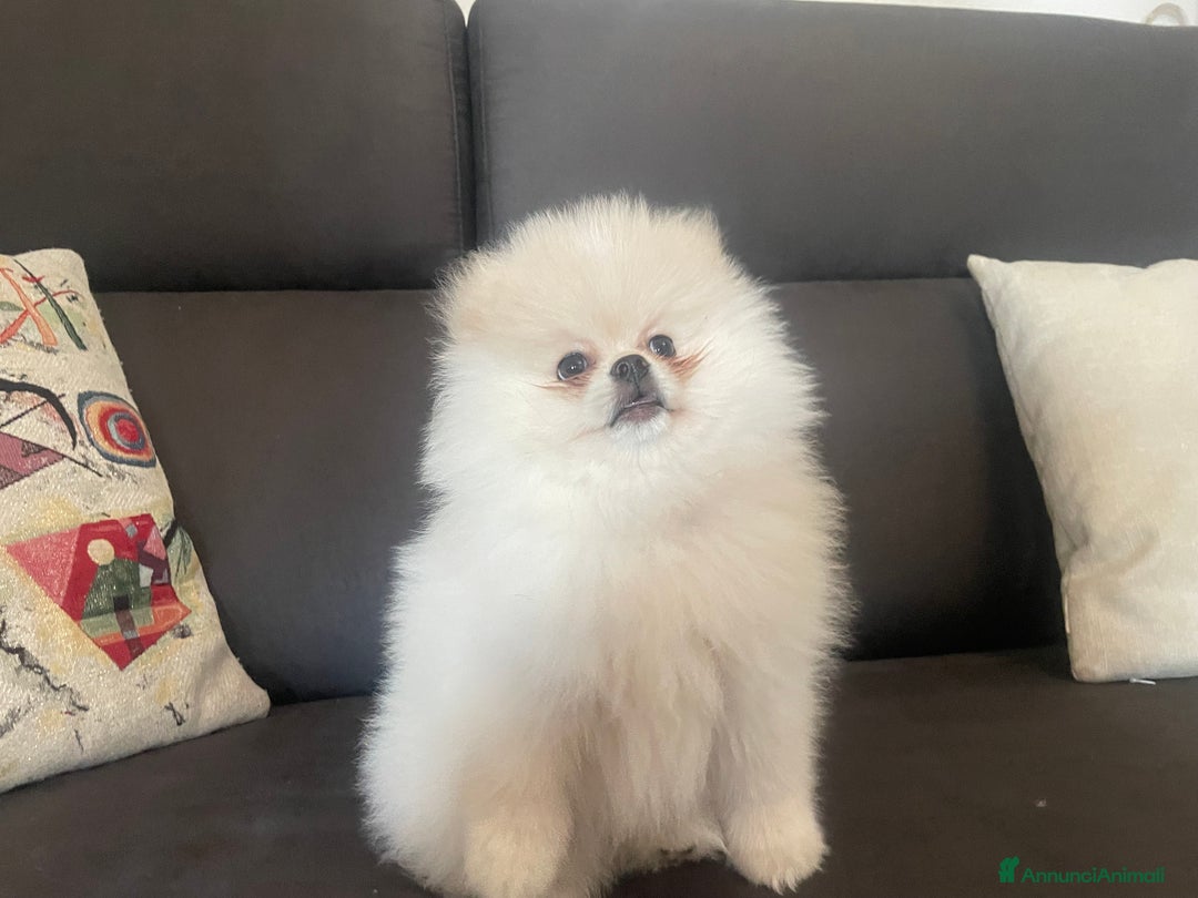 Volpino Pomerania cani in vendita: Volpino di Pomerania spritz nano  a Provincia di Viterbo - Immagine 7