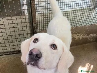 Meticcio cani LERRY determinato tg mediogrande - Annuncio 37