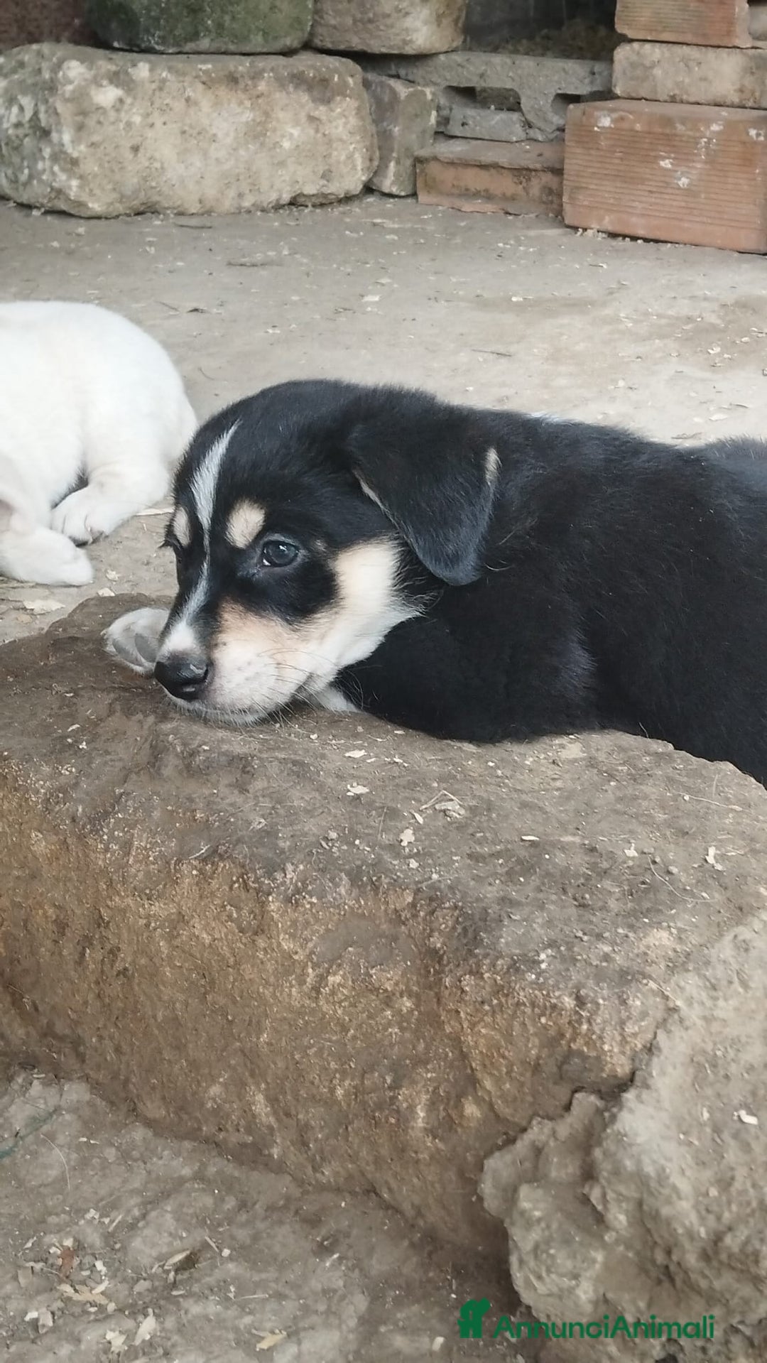 Altre razze cani in regalo: Cuccioli futura taglia media cercano adozioni  - Annuncio 7