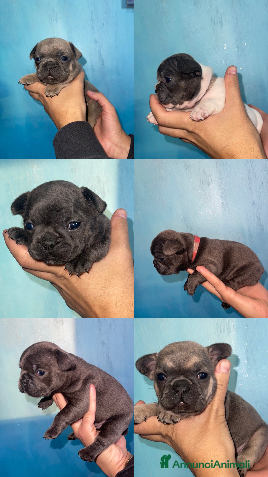 Bulldog Francese cani in vendita: Bulldog francese esotico - Annuncio 2