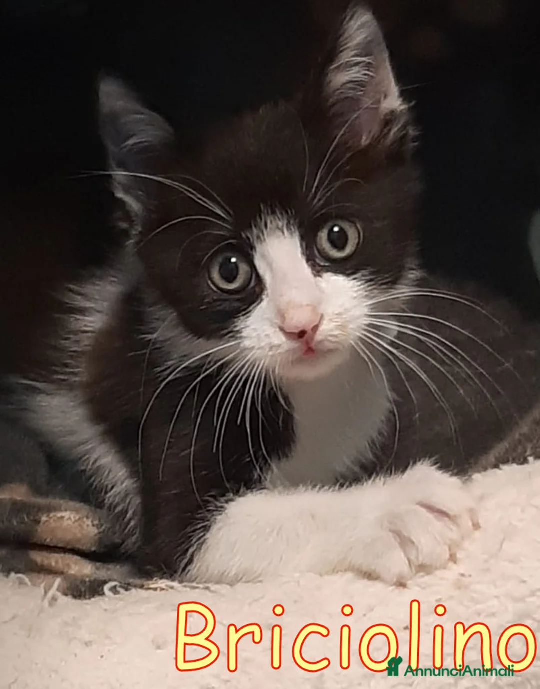 Europeo gatti in regalo: BRICIOLINO DOLCISSIMO GATTINO - Annuncio 1