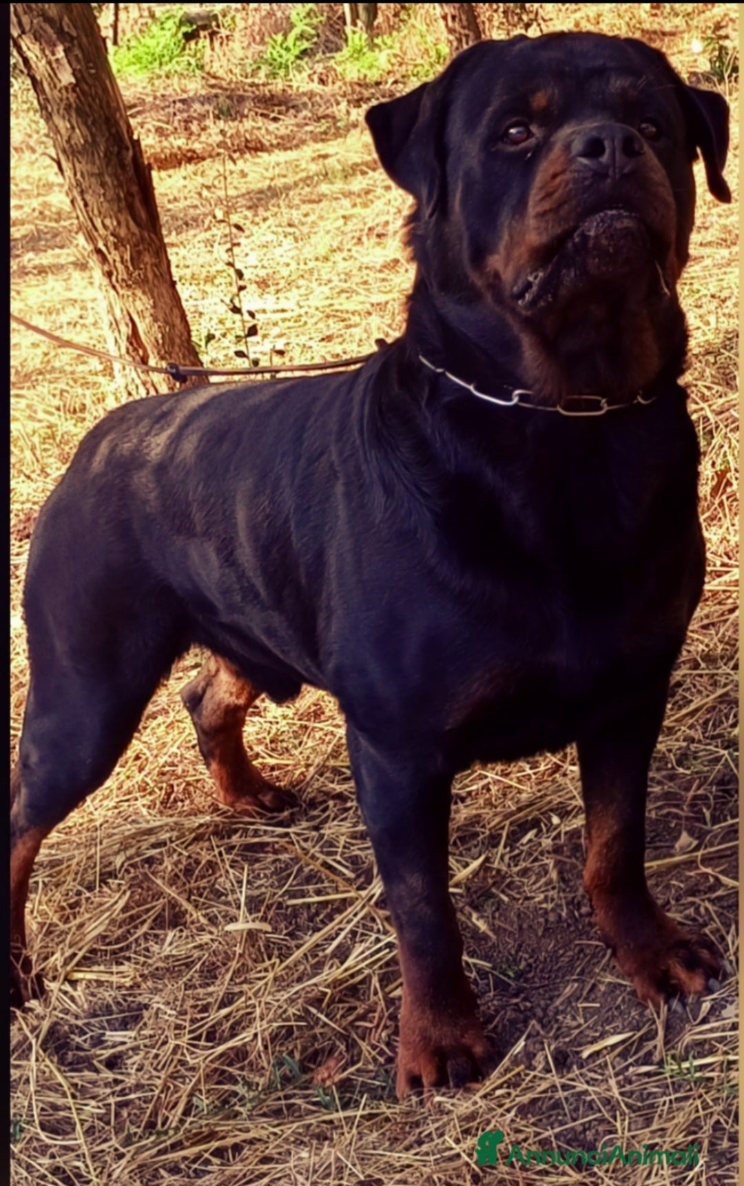 Rottweiler cani in vendita: Disponibili cuccioli Rottweiler  - Annuncio 22