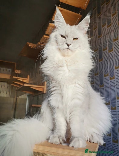 Immagine della galleria {{count}}