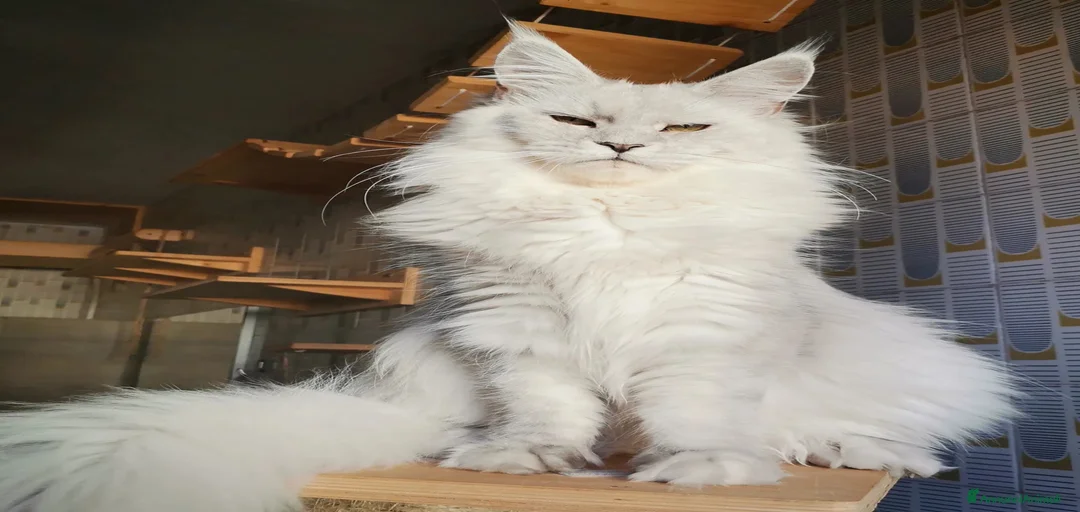 Immagine della galleria {{count}}