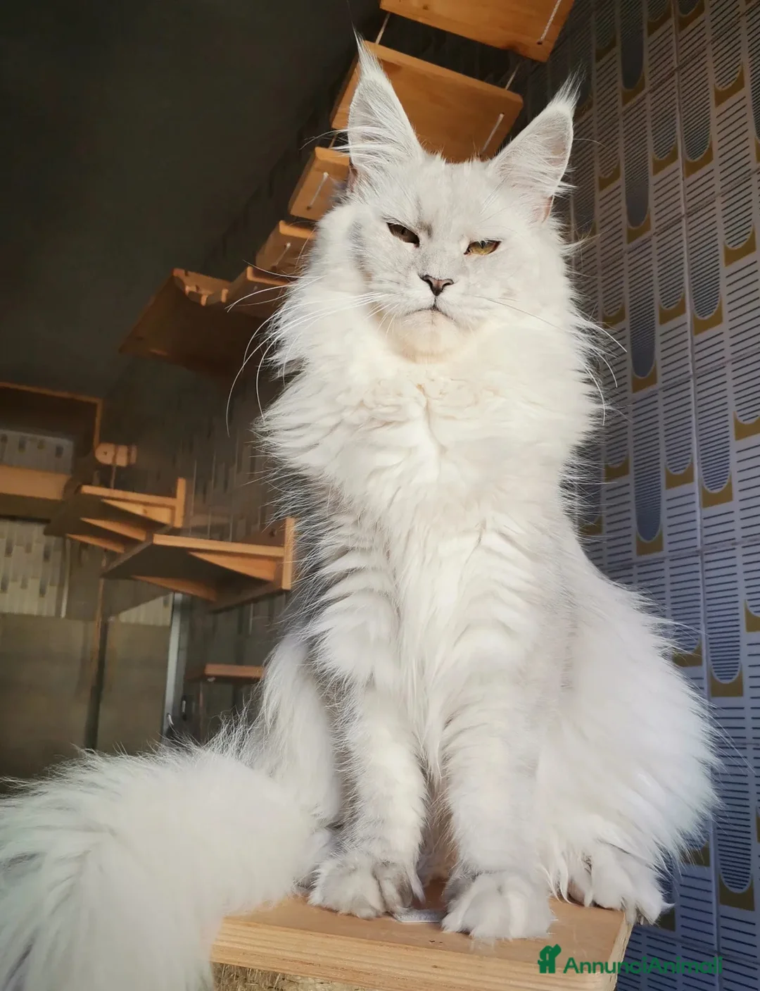 Immagine della galleria {{count}}