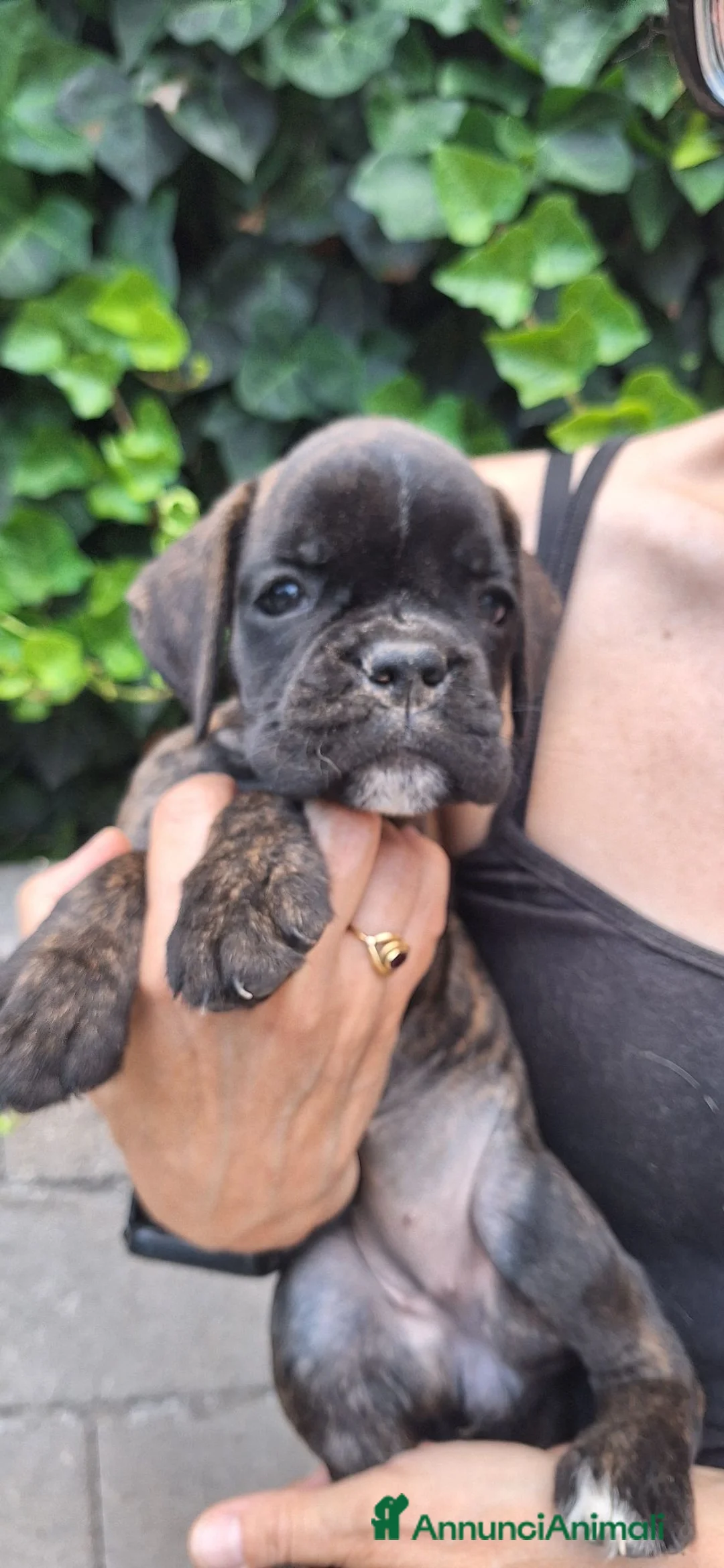 Boxer cani in vendita: Cuccioli di Boxer - Annuncio 1