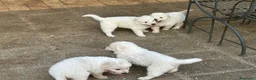 Pastore Abbruzzese Maremmano cani in vendita: Cuccioli di Pastore Maremmano con Pedigree a Città metropolitana di Roma Capitale - Annuncio 10