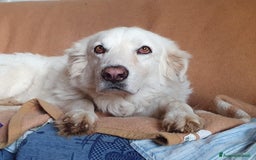 Pastore Maremmano cani in regalo: BIANCA una meraviglia soffice e bianca a Pomezia - Immagine 3