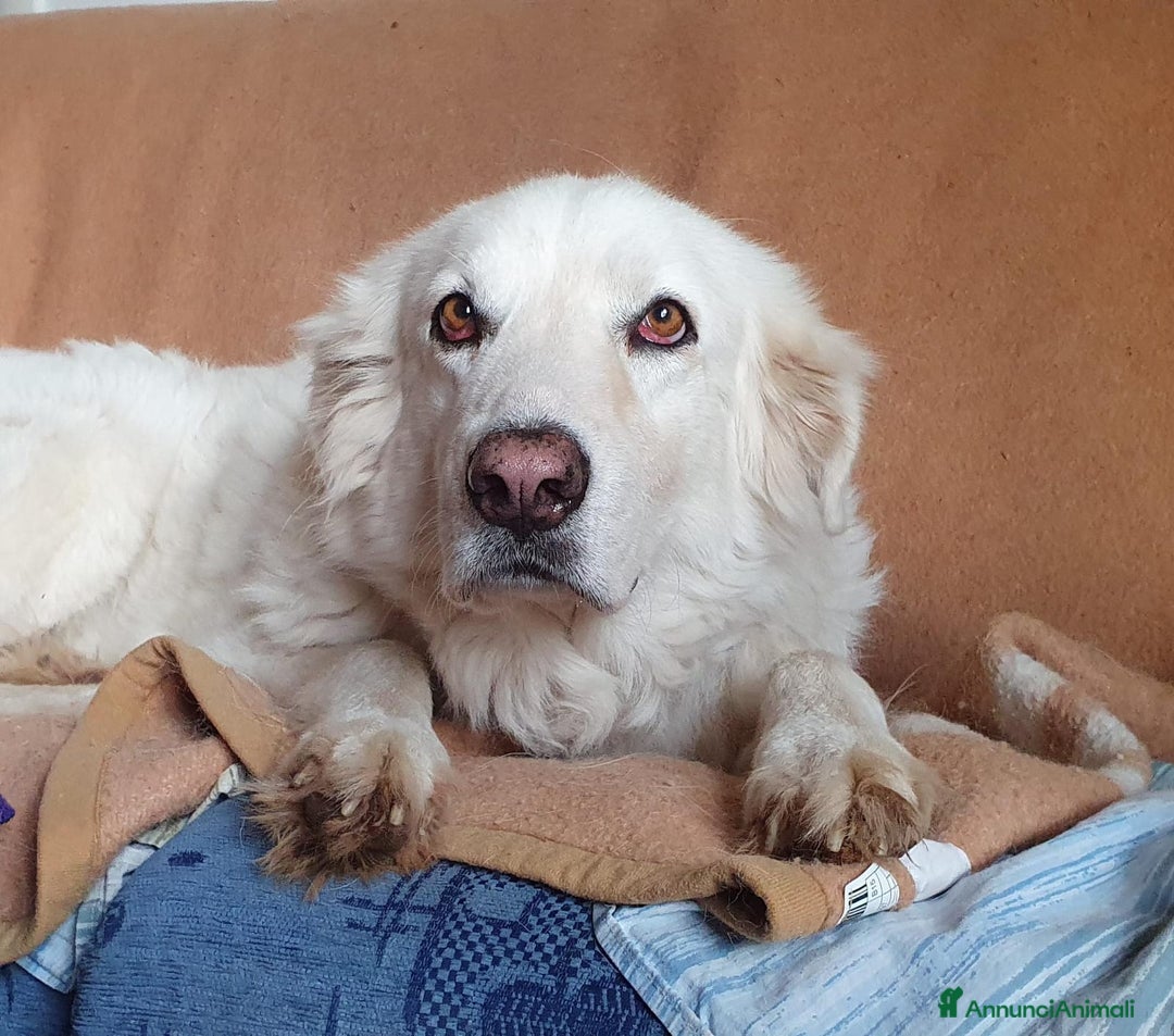 Pastore Maremmano cani in regalo: BIANCA una meraviglia soffice e bianca a Pomezia - Immagine 3