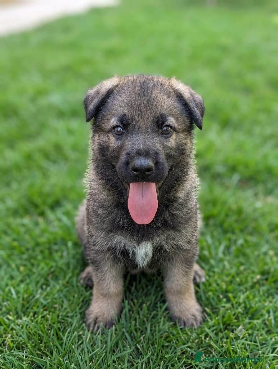 Pastore Tedesco cani Cuccioli di Pastore Tedesco - Annuncio 2