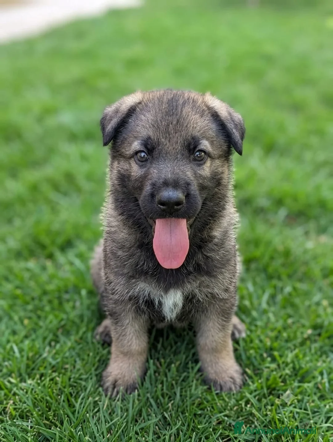 Pastore Tedesco cani in vendita: Cuccioli di Pastore Tedesco - Annuncio 2