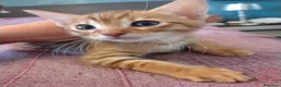 Bengala gatti in vendita: Gattini bengala dolcissimi - Annuncio 7