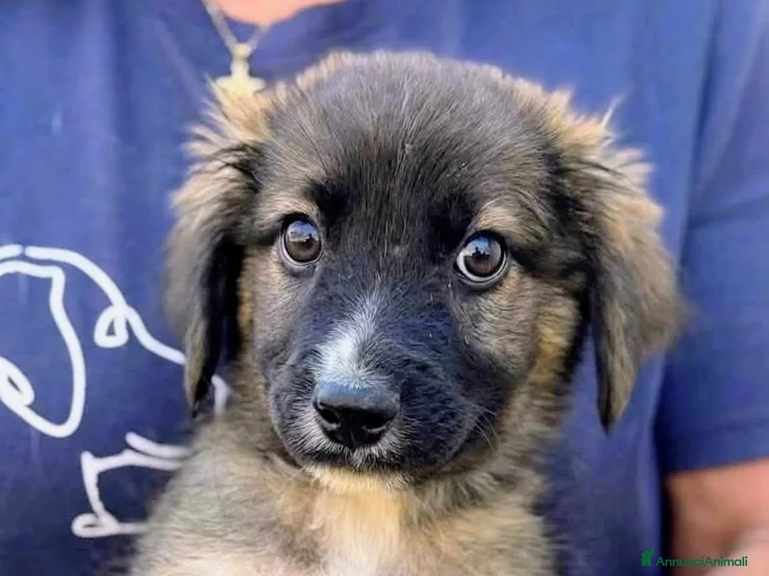 Meticcio cani in regalo: Neanche 3 mesi, piccoli fratellini  - Annuncio 1