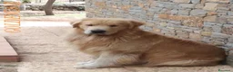 Golden Retriever cani in vendita: CucciolataTop GOLDEN RETRIEVER LINEA AMERICANA100% - Annuncio 4