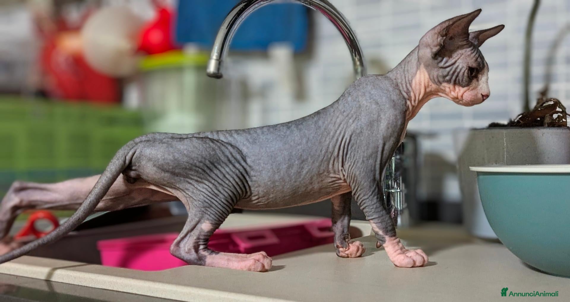 Sphynx gatti 3 Gattini  Canadian Sphynx con PEDIGREE - Annuncio 2