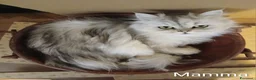 Scottish gatti in vendita: Gattina Scottish Straight  a Provincia di Ancona - Annuncio 13