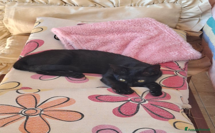 Europeo gatti - Annuncio 4