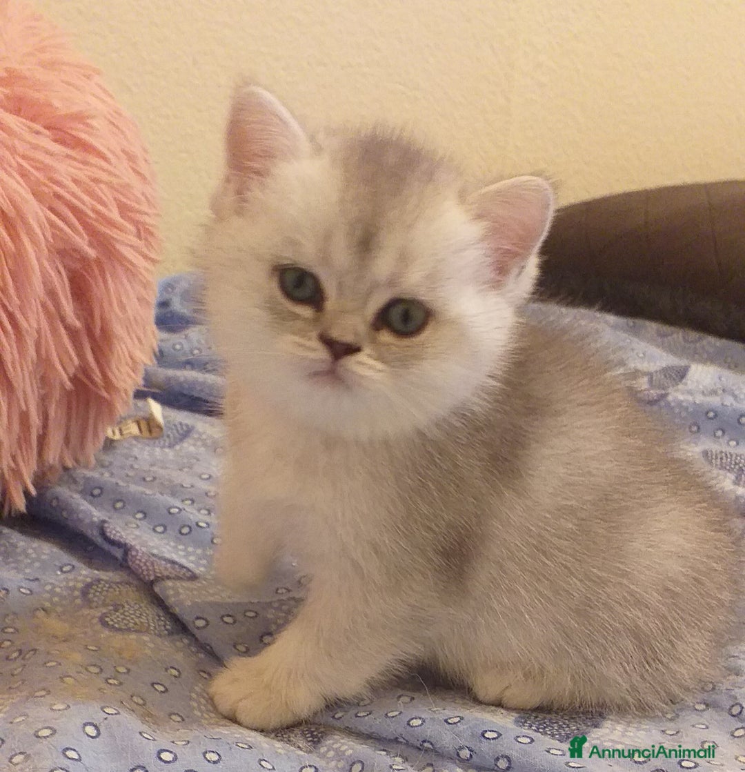 British gatti in vendita: Cuccioli British/Scottish  - Annuncio 13