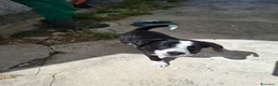 Meticcio cani in regalo: Bobo cucciolo adorabile aspetta la sua mamma - Annuncio 4