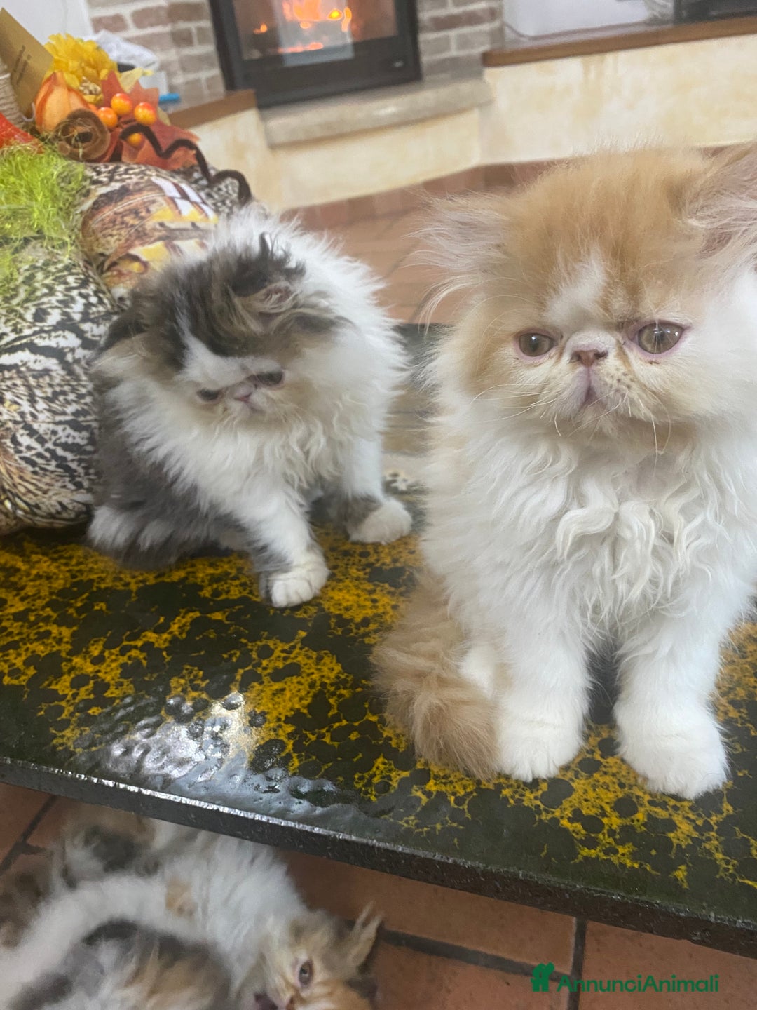 Persiano gatti in vendita: DUE MASCHIETTI PERSIANI IPERTIPICI - Annuncio 3