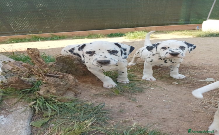 Dalmata cani a Provincia di Vicenza - Annuncio 1