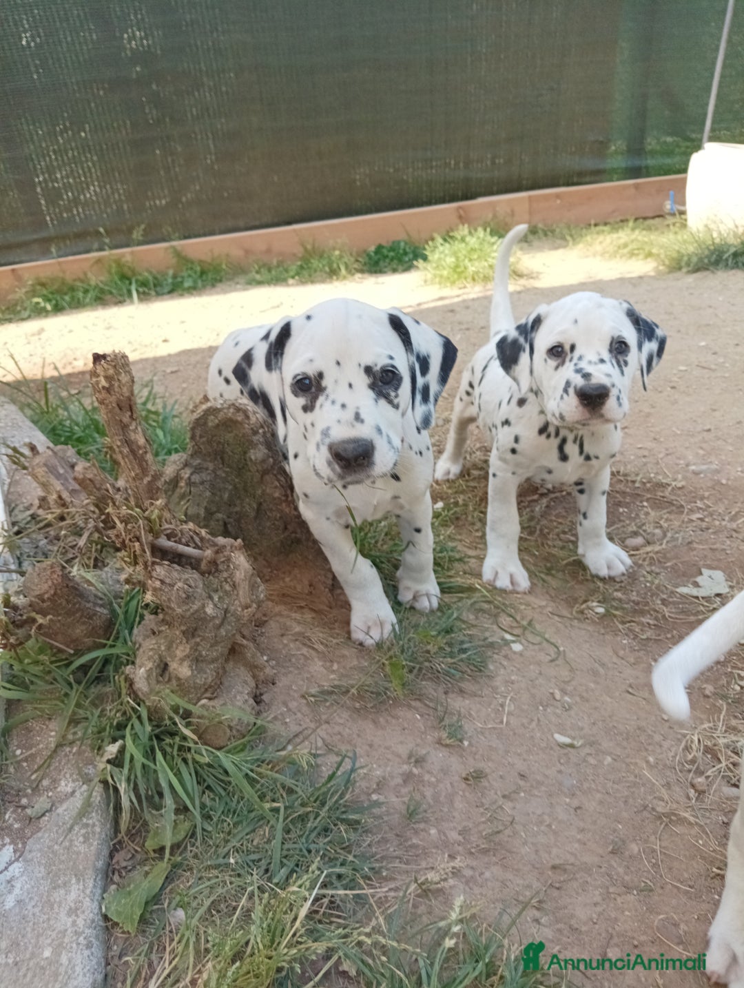 Dalmata cani in vendita: cuccioli dalmata udenti bilaterali a Provincia di Vicenza - Immagine 1