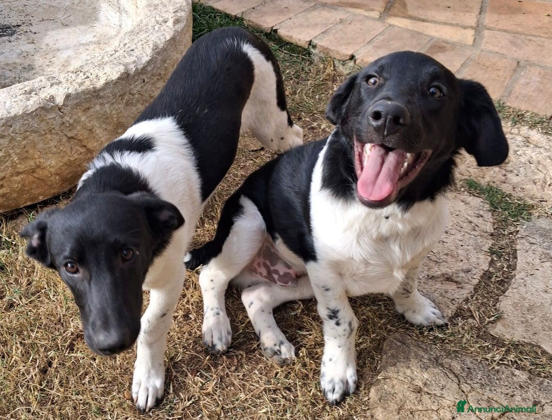 Meticcio cani in regalo: KYO e AKY CERCANO CASA - Annuncio 2