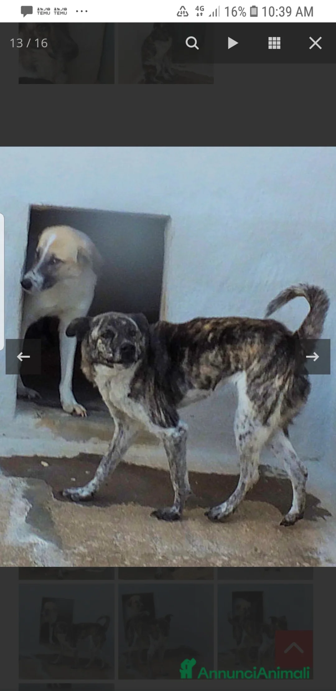 Meticcio cani in regalo: ADOZ.DEL💔:abband.a 6mesi chiuso in box, x sempre? - Annuncio 6