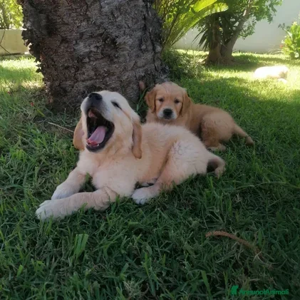 Golden Retriever cani Cuccioli di Golden Retriever con Pedegree ENCI  - Annuncio 1
