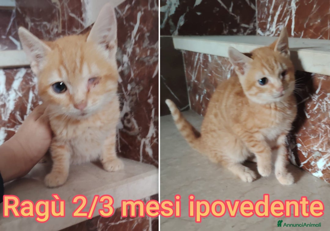 Meticcio gatti in regalo: TANTI MICINI SOLI! - Annuncio 1