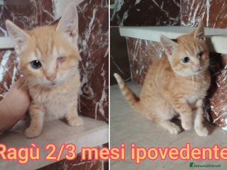 Meticcio gatti TANTI MICINI SOLI! - Annuncio 1