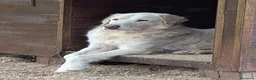 Meticcio cani in regalo: IL DOLCISSIMO OSVALDO CERCA LA SUA FAMIGLIA - Annuncio 2