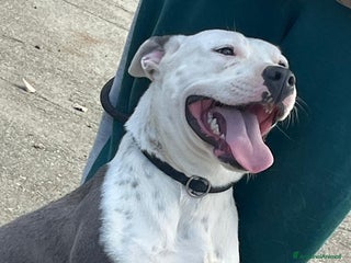 American Staffordshire cani FENDI MERAVIGLIOSA CREATURA CERCA IL TUO AMORE - Annuncio 1