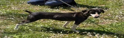 Meticcio cani in regalo: LA DOLCE RUGHETTA HA BISOGNO DI UNA CASA - Annuncio 3