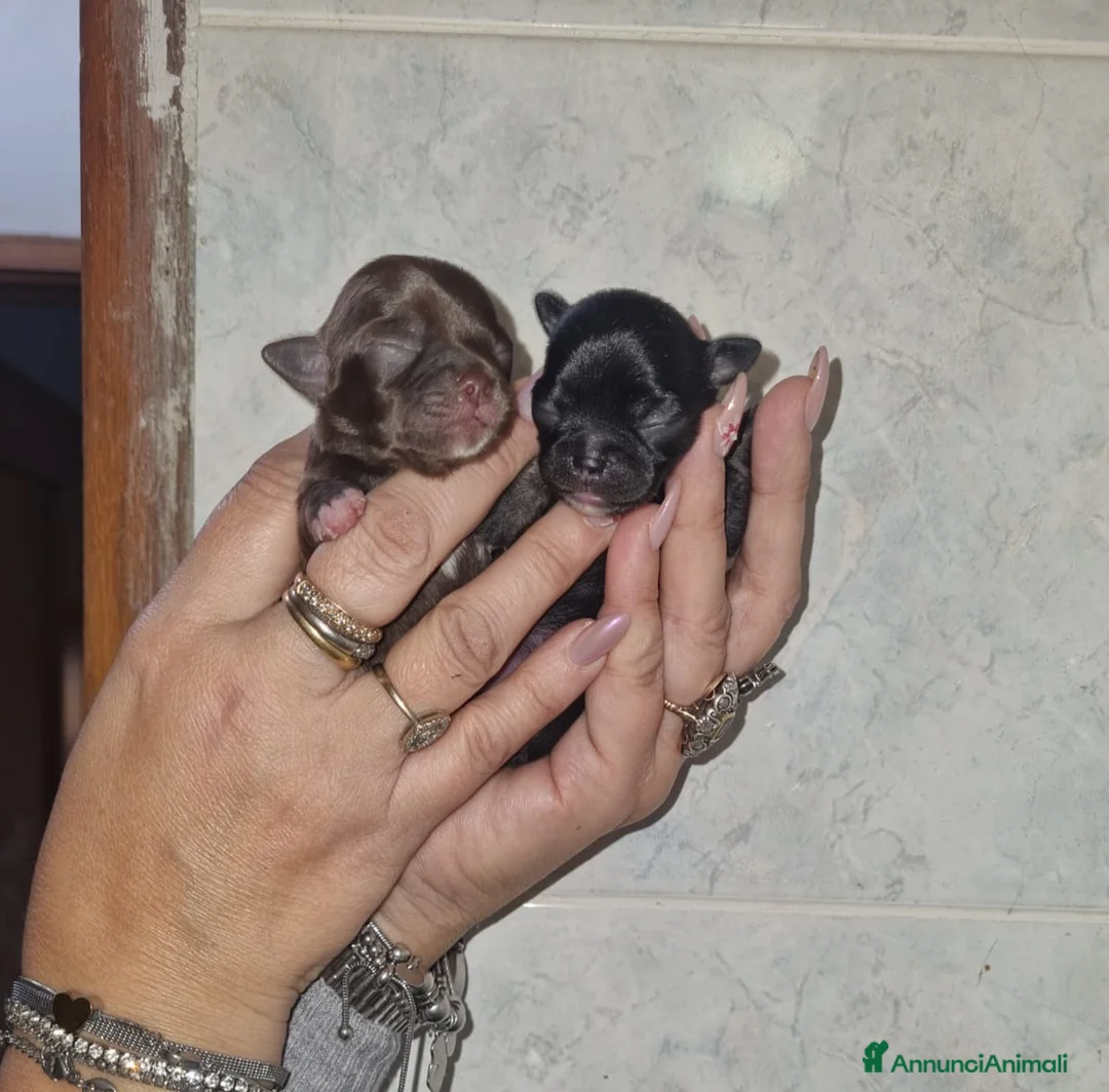 Chihuahua cani in vendita: Chihuahua  - Annuncio 8