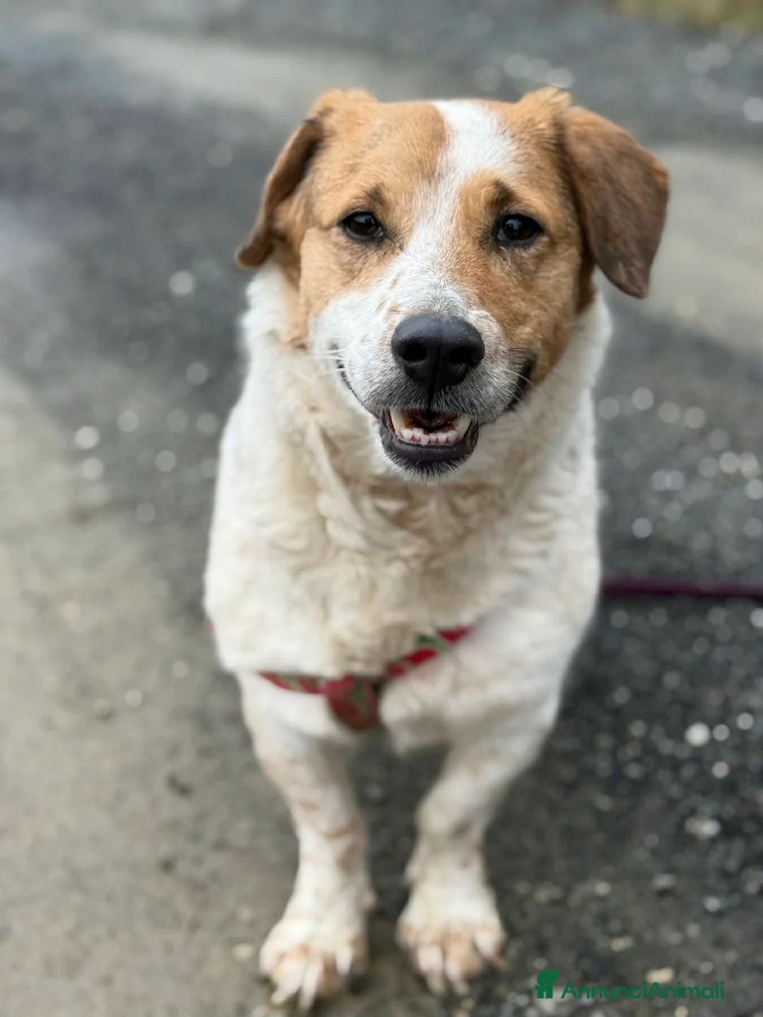 Meticcio cani in regalo: SISSY, dolcissima timidona zampacorta! - Annuncio 8