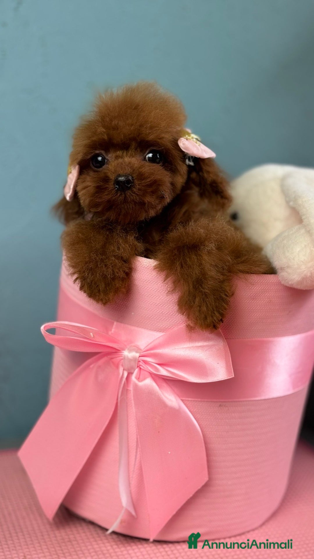 Barboncino Toy cani in vendita: Barboncino Toy FCI – femmina nata il 04/06/2025 - Annuncio 5