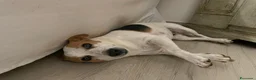 Jack Russell cani in regalo: NIKA - JACK RUSSELL a Città metropolitana di Roma Capitale - Annuncio 4