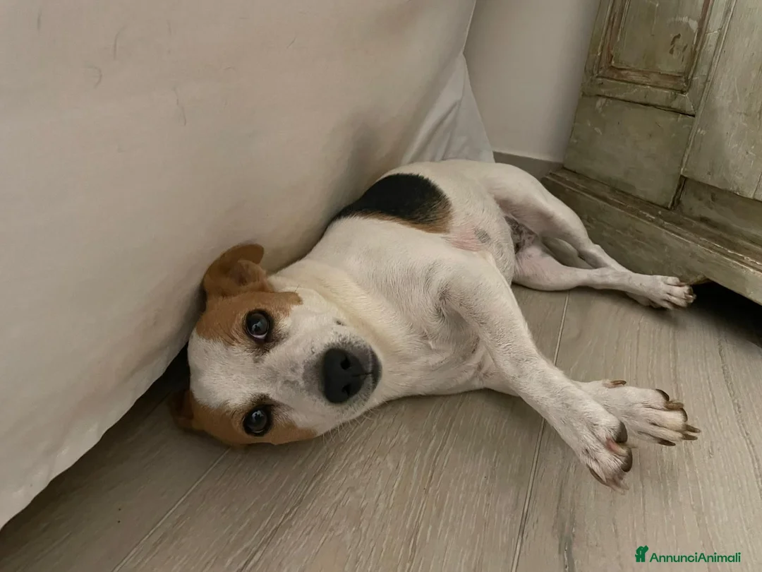 Jack Russell cani in regalo: NIKA - JACK RUSSELL a Città metropolitana di Roma Capitale - Annuncio 4