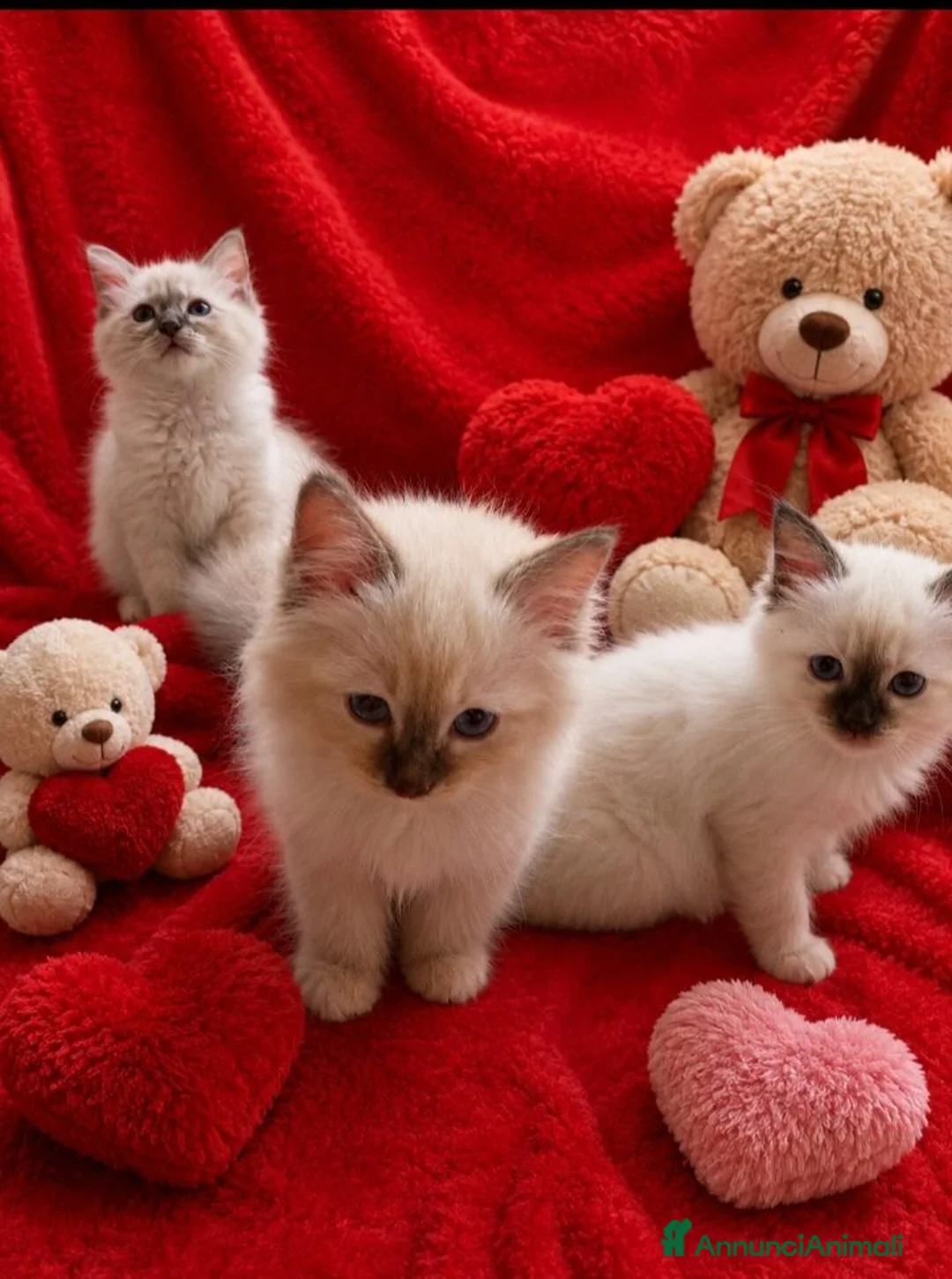 Sacro di Birmania gatti in vendita: Cuccioli Sacro di Birmania  - Annuncio 4