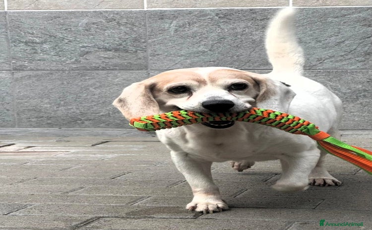 Affenpinscher cani - Annuncio 8